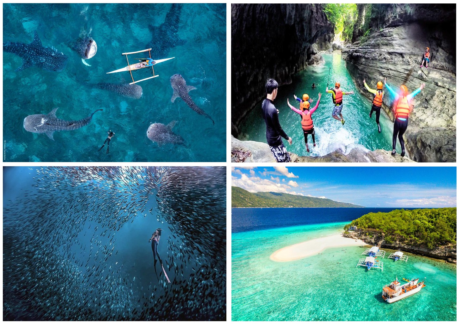 Oslob Whale Shark Watching, Island hopping, kawasan falls and Moalboal package tour